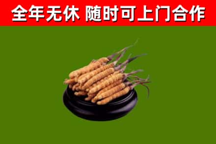 江门烟酒回收冬虫夏草.jpg